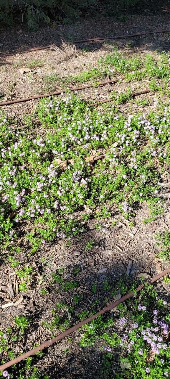 Long-stemmed thyme 9