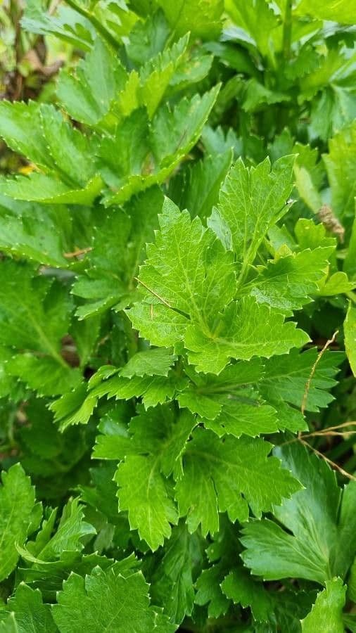 Celery 20