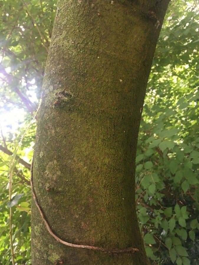 American chestnut 22