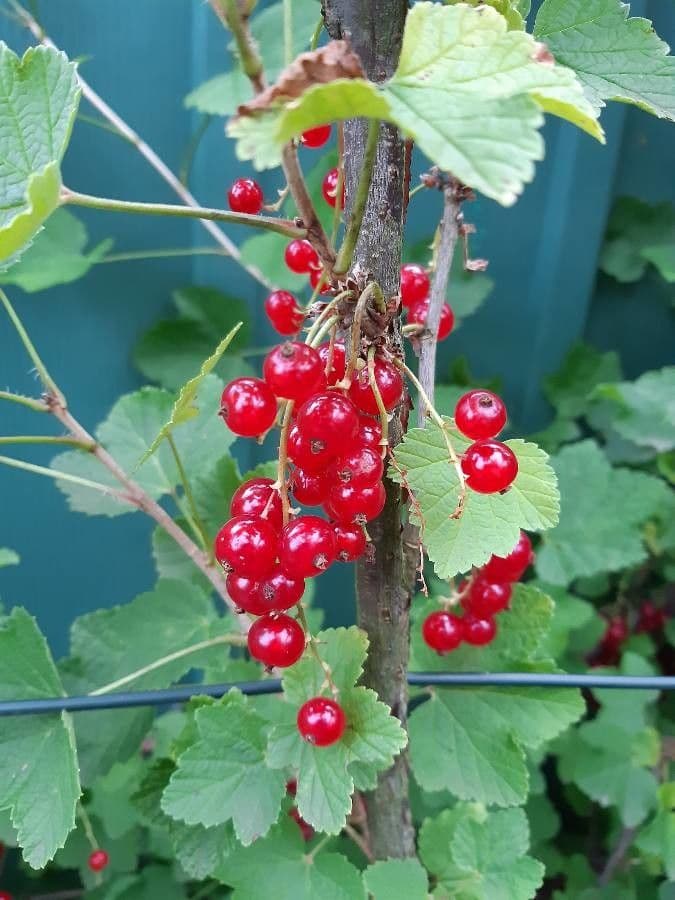 Garden currant 17