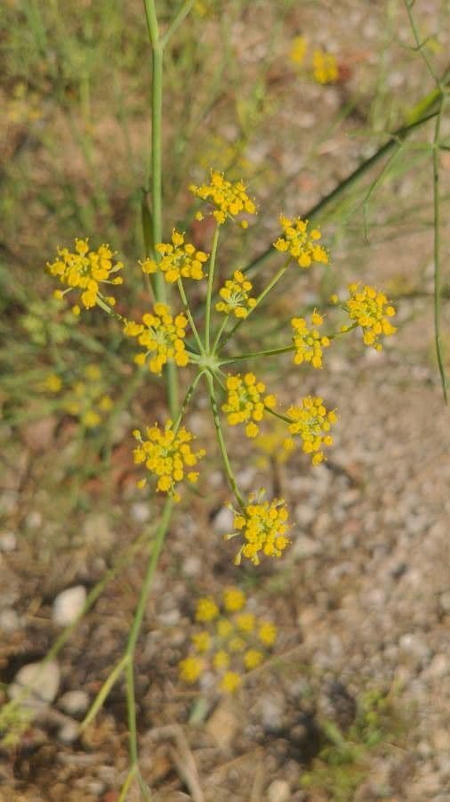 Fennel 29