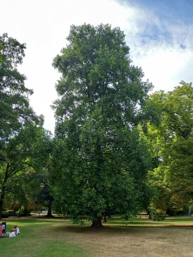 Tulip-poplar 13