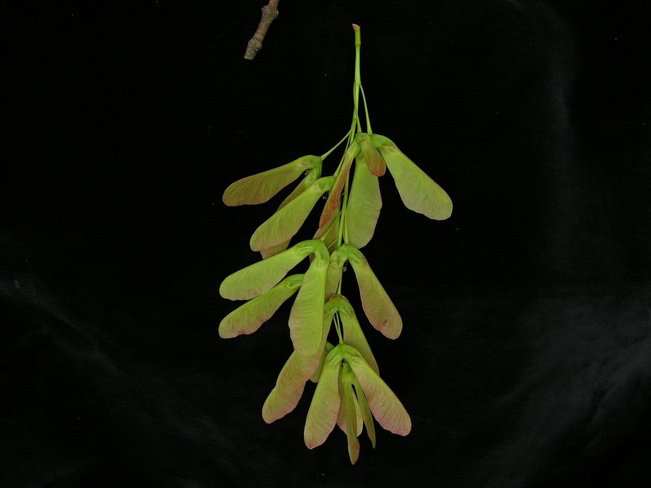 Maple 7