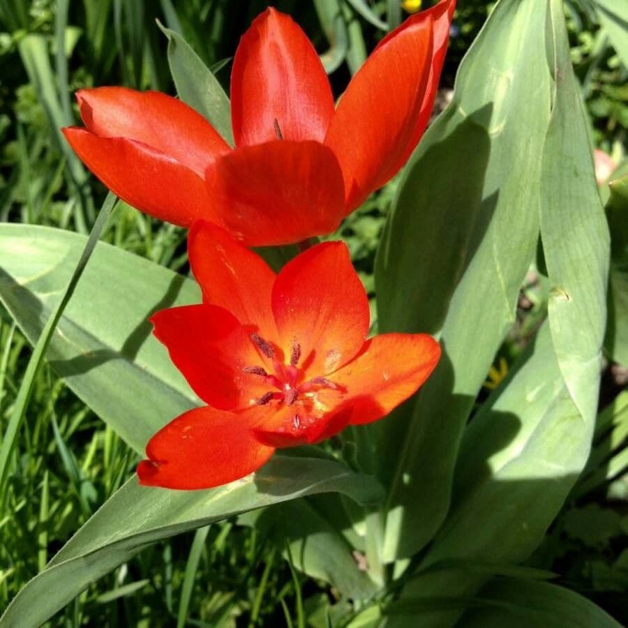 Tulip 7