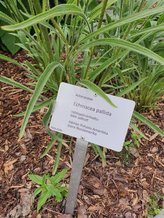 Pale echinacea 19