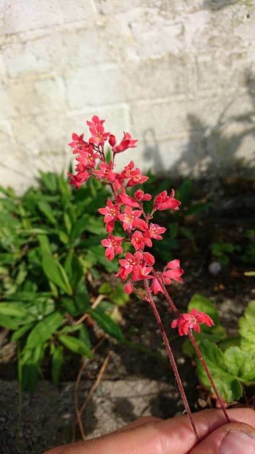 Coralbells 8