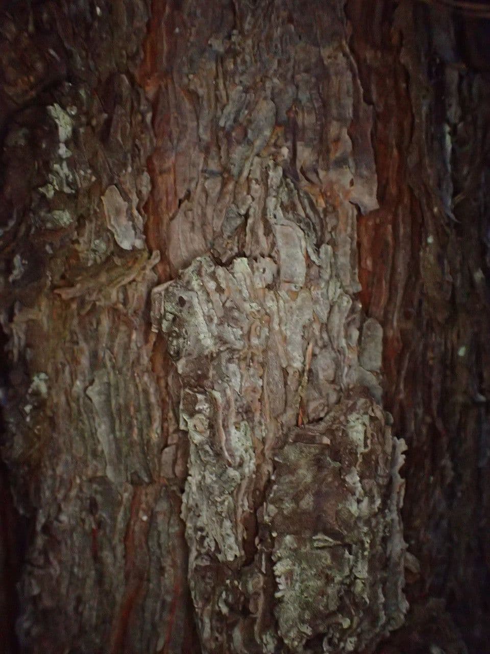Northern pitch pine 22