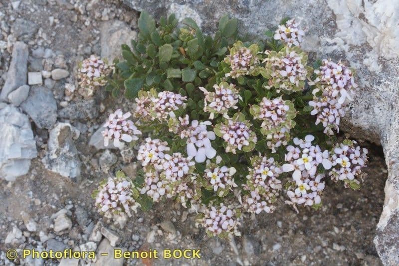 Pruit's candytuft 10