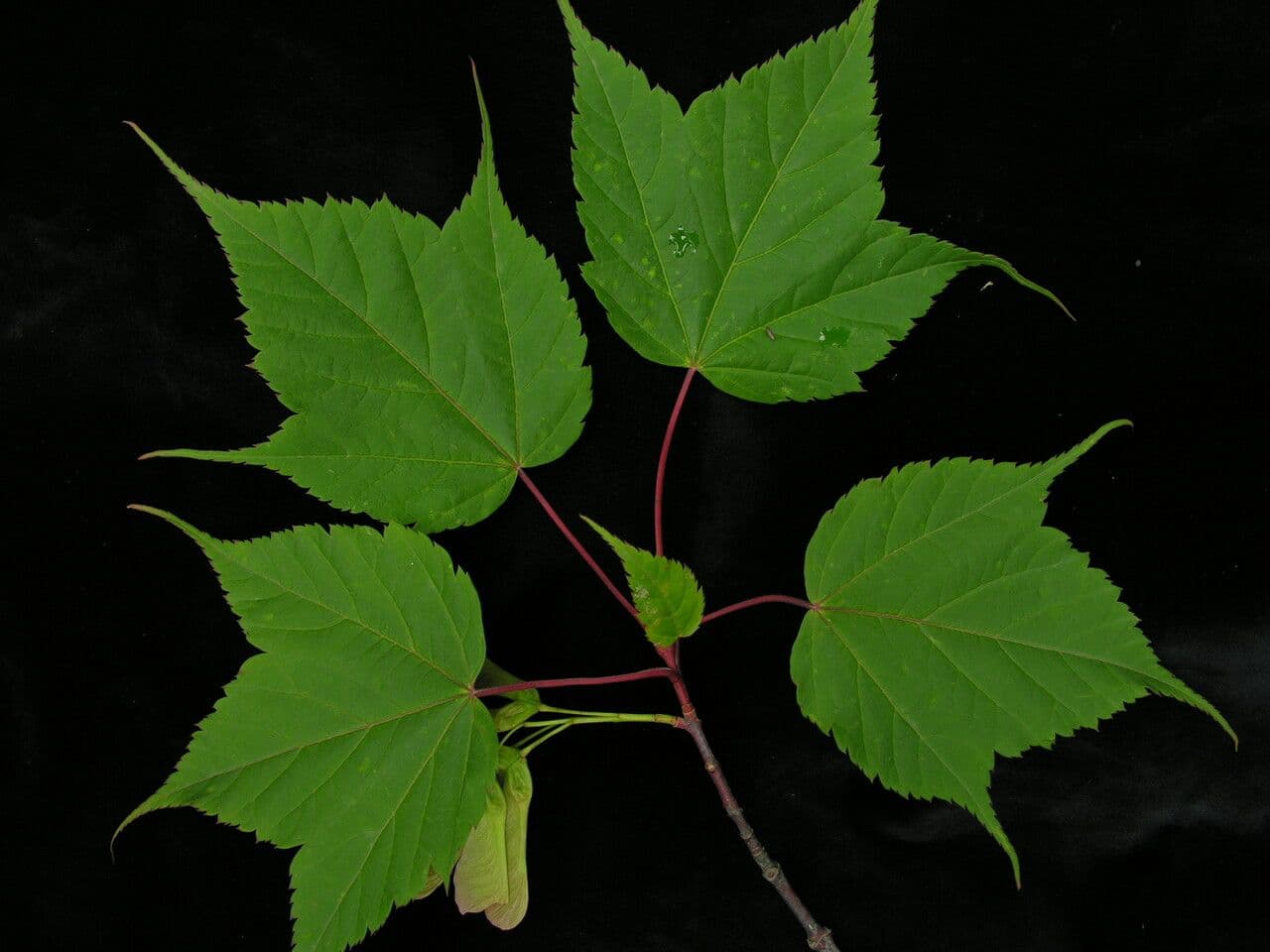 Maple