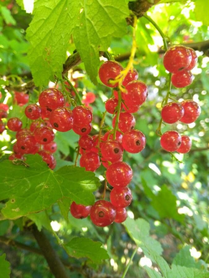 Garden currant 2