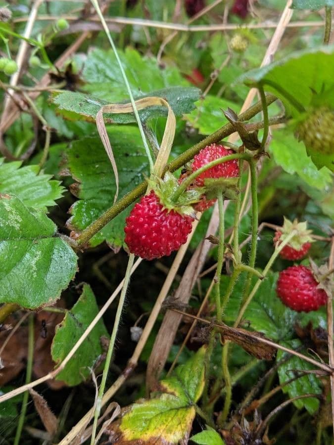 Alpine strawberry 4
