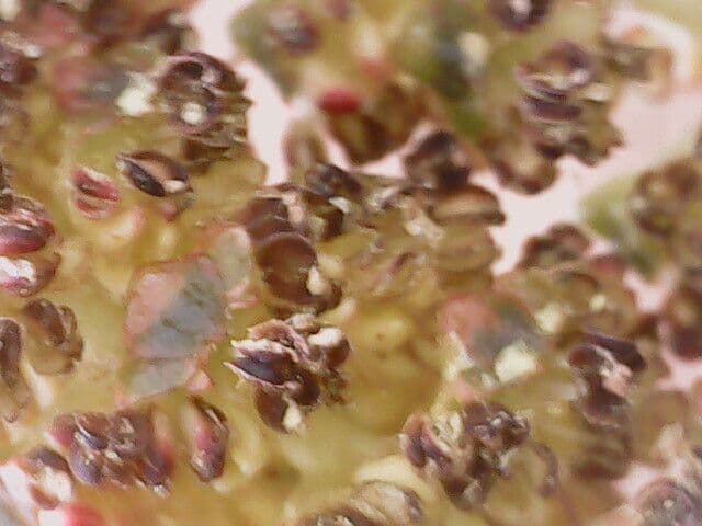Caucasian alder 7