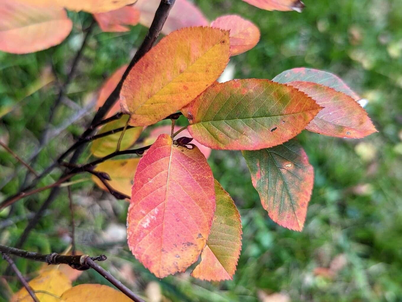 Pacific serviceberry 15