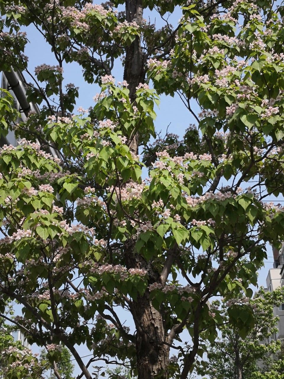 Manchurian catalpa 9
