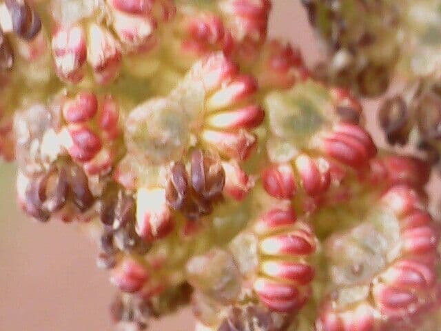 Caucasian alder 6