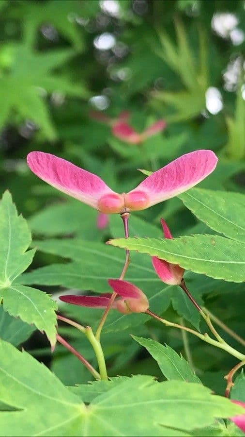 Japanese Maple 4
