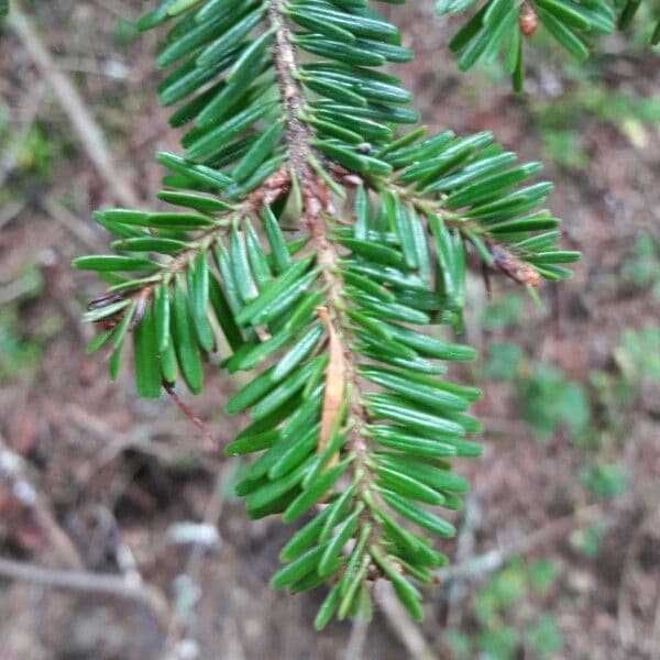 Christmastree 30