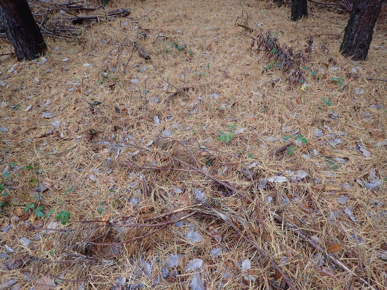 Australian pine 11