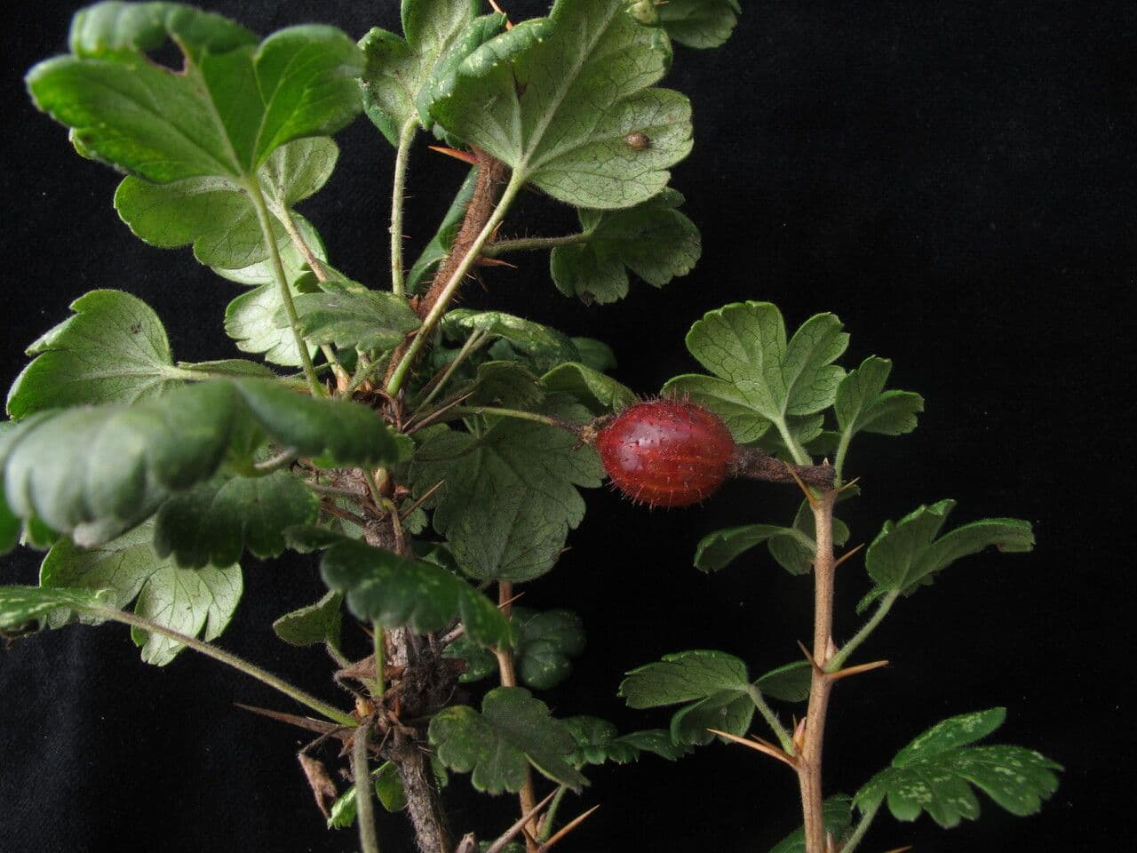 Alpine Currant 5