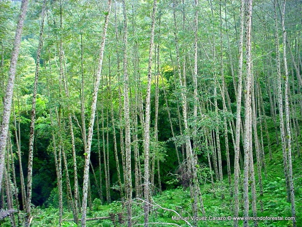 Andean alder 14