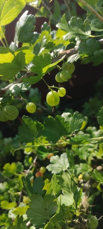 European Gooseberry 5