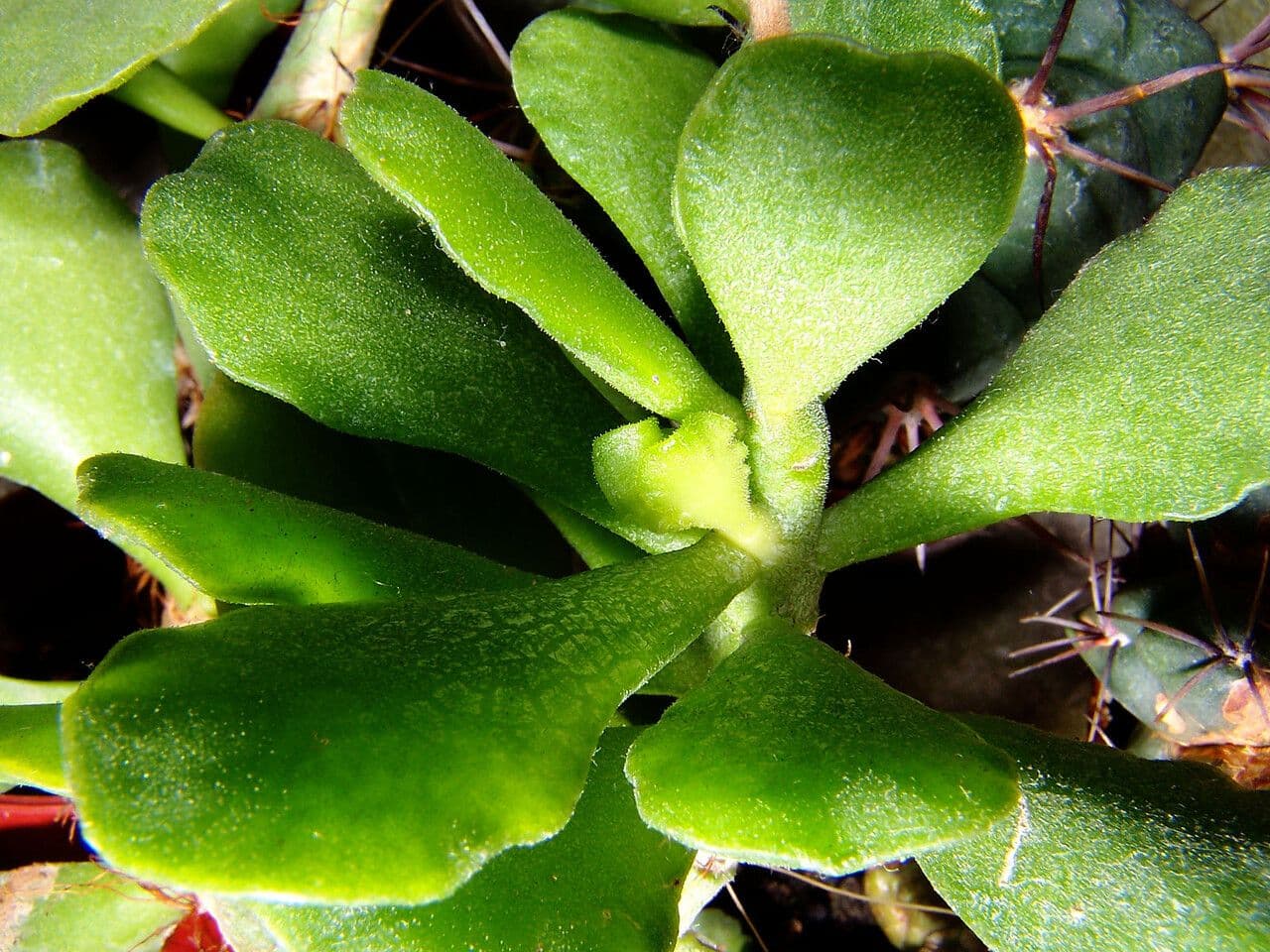 Crassula 12