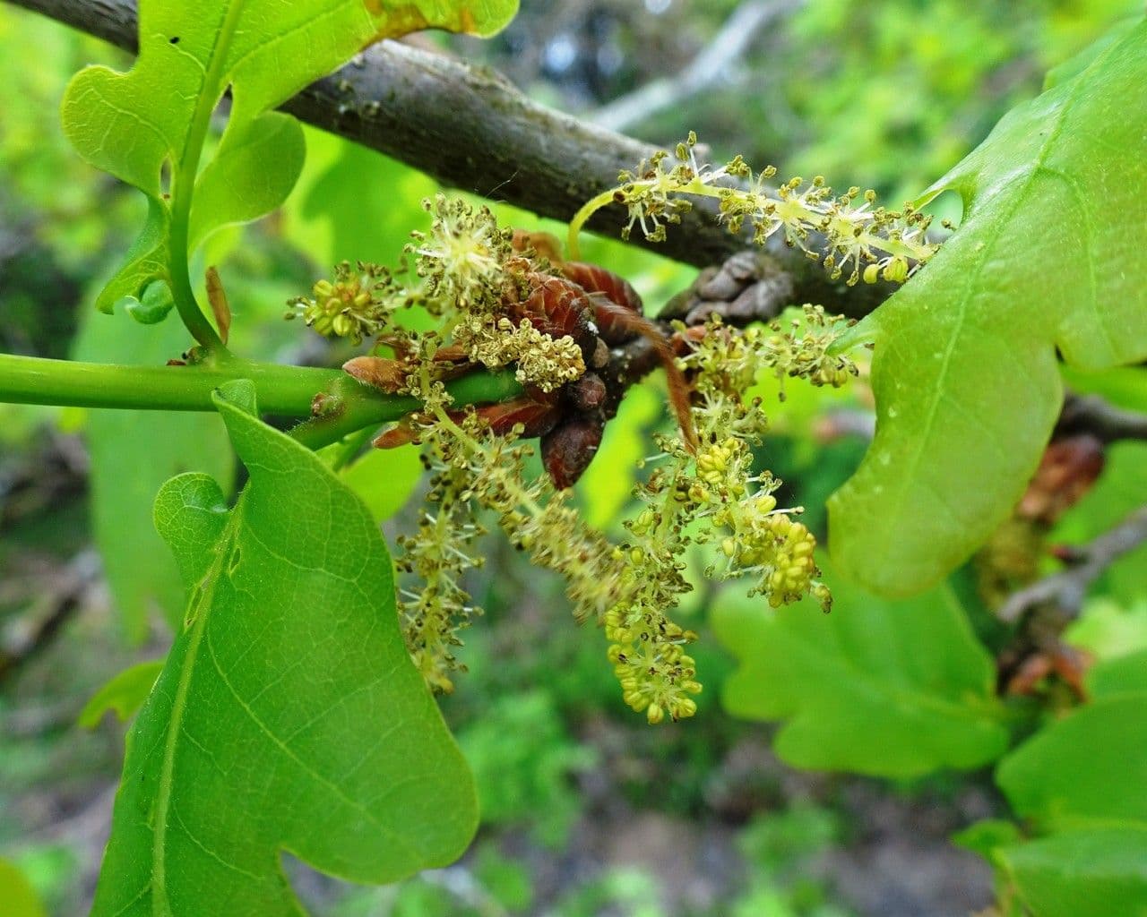 Pedunculate oak 7
