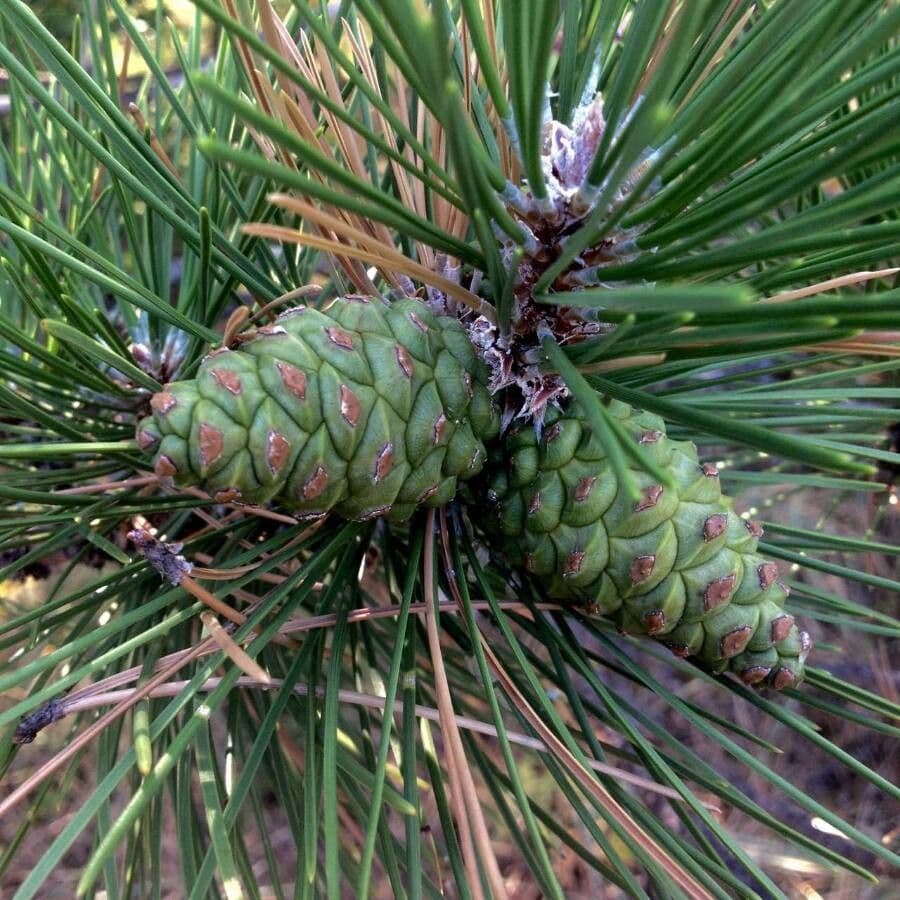 Northern pitch pine 2
