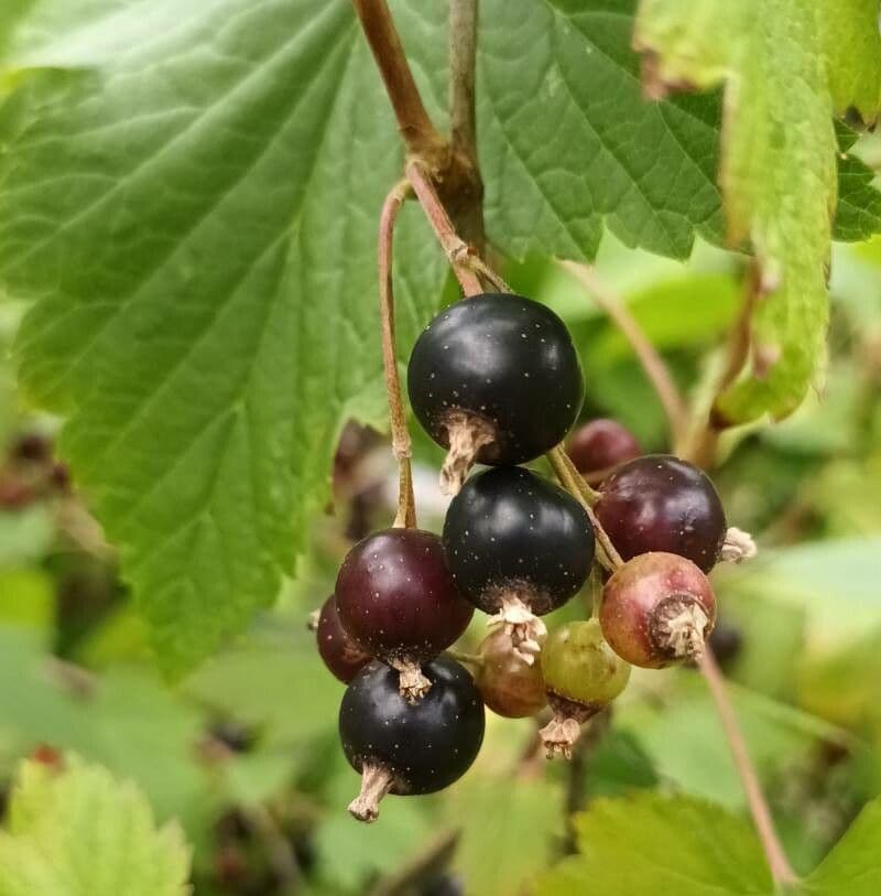 Black currant 5