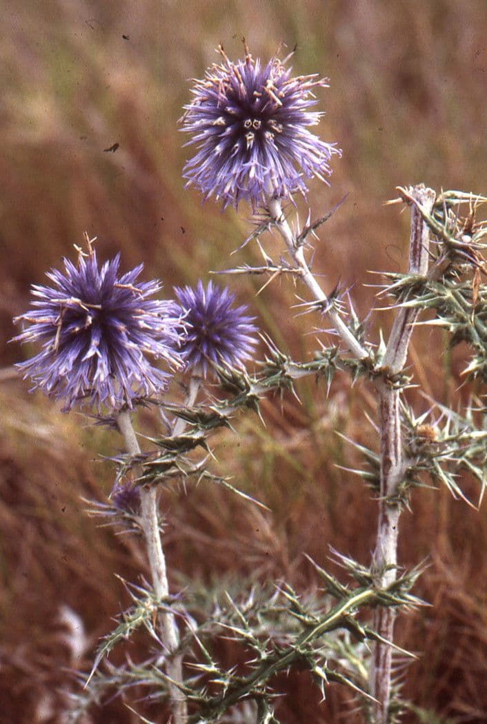 Globe thistle 25