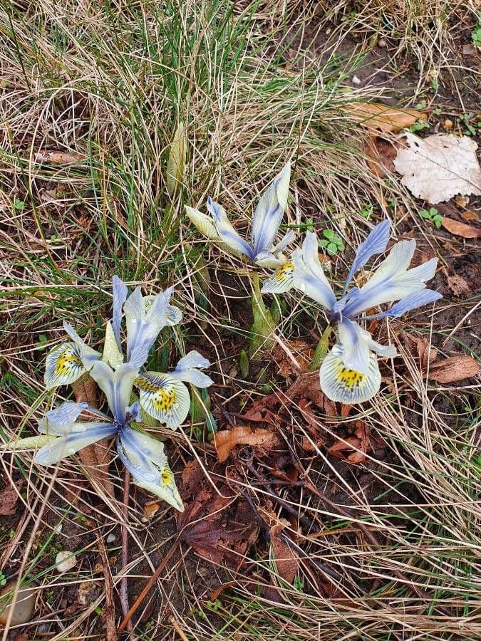 Algerian iris 10