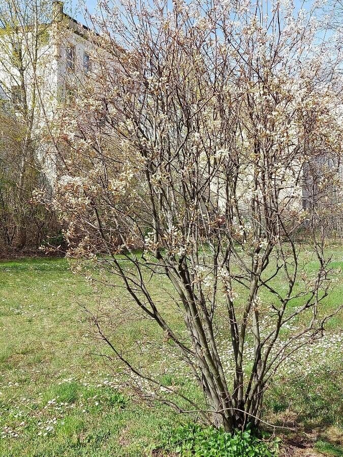 juneberry 15