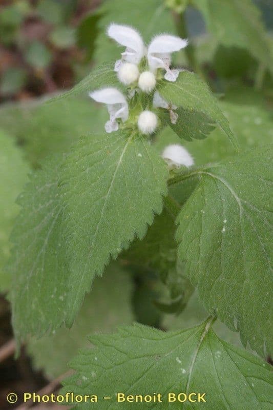Deadnettle 16
