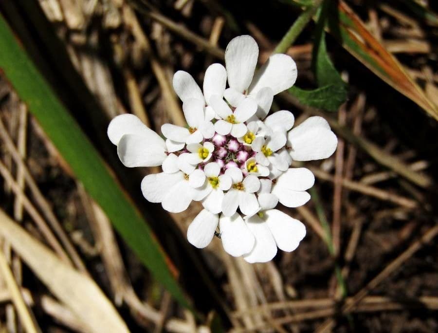 Pruit's candytuft 4