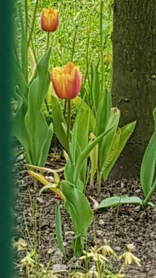 Tulip 20