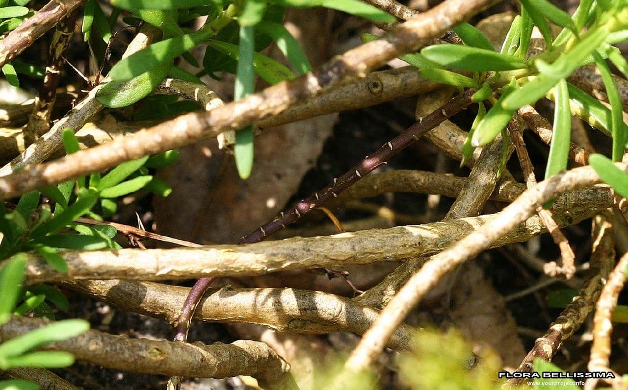 Evergreen candytuft 24