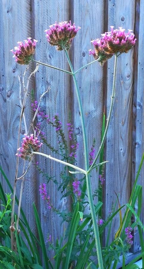 Argentine vervain 15