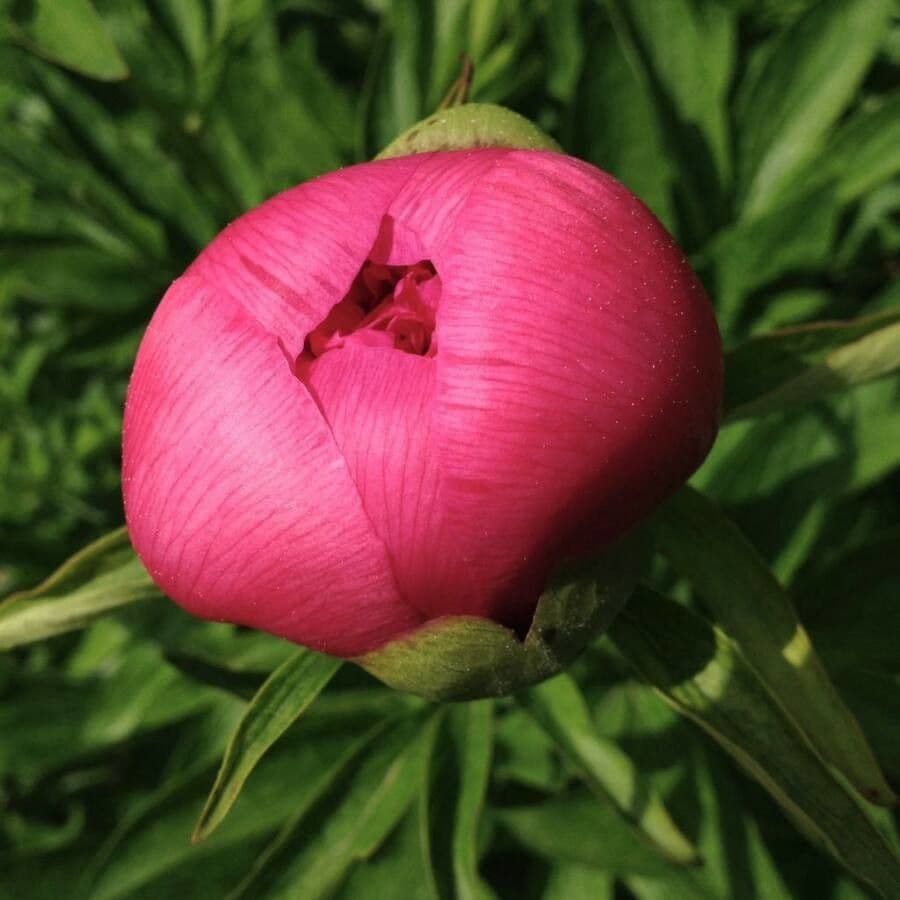 Common peony 7
