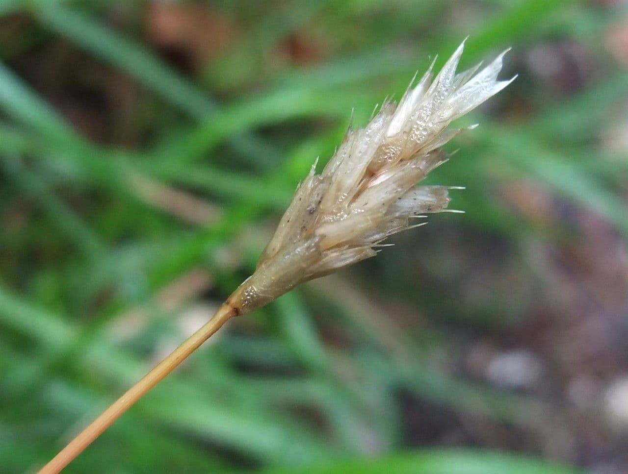 Blue moor grass 9