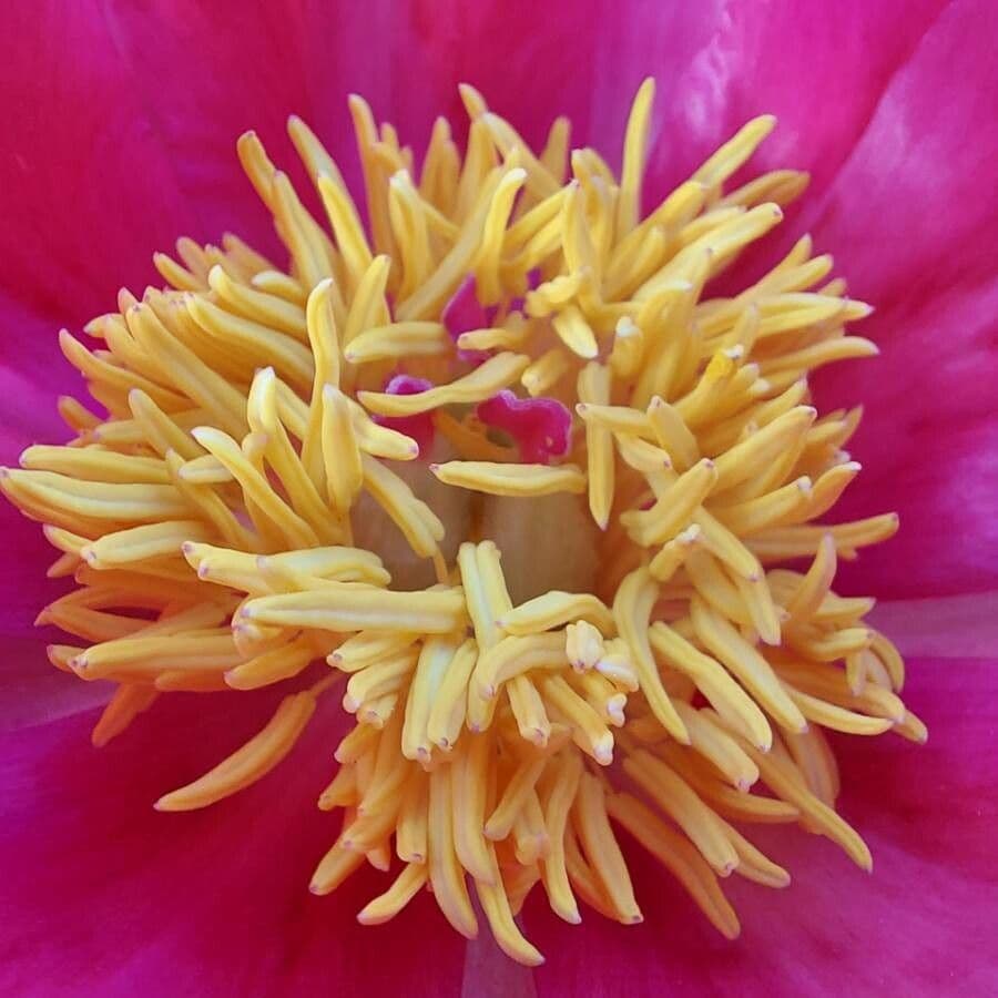 Common garden peony 28