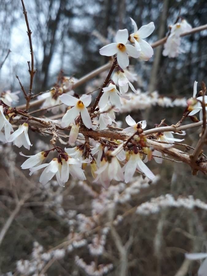White-forsythia 4