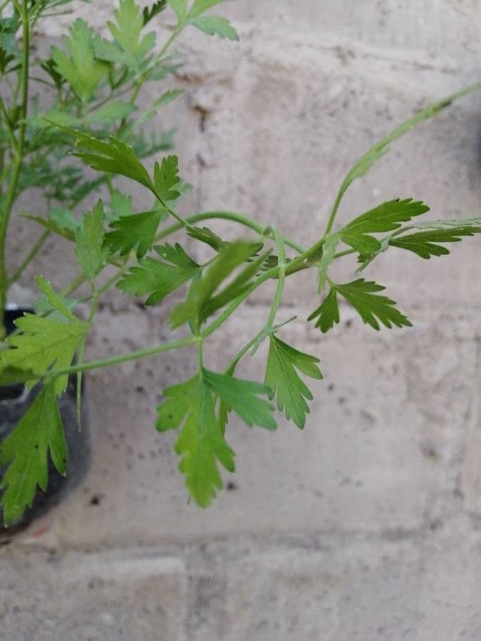 Garden parsley 16