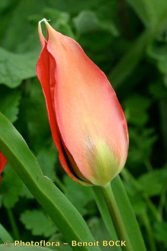Tulip 5