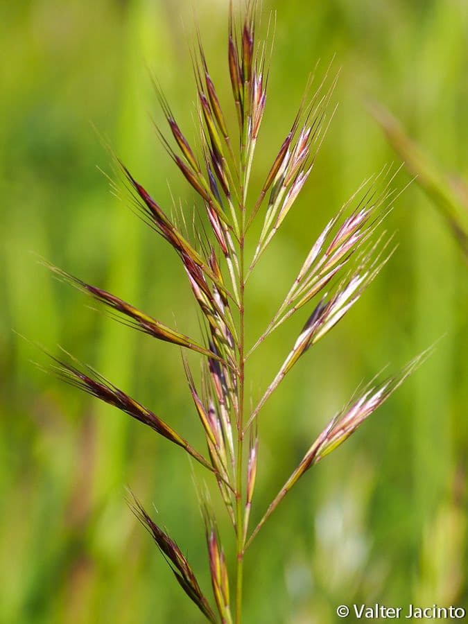 Geniculate fescue