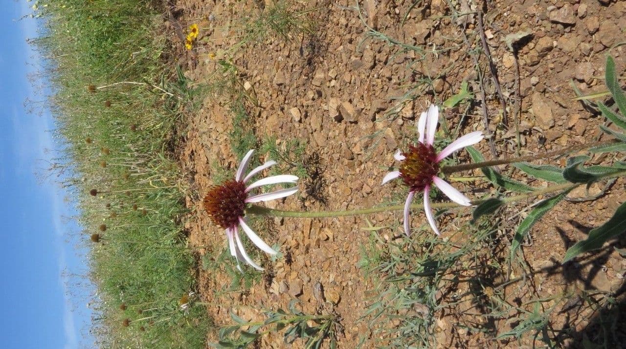 Pale echinacea 7