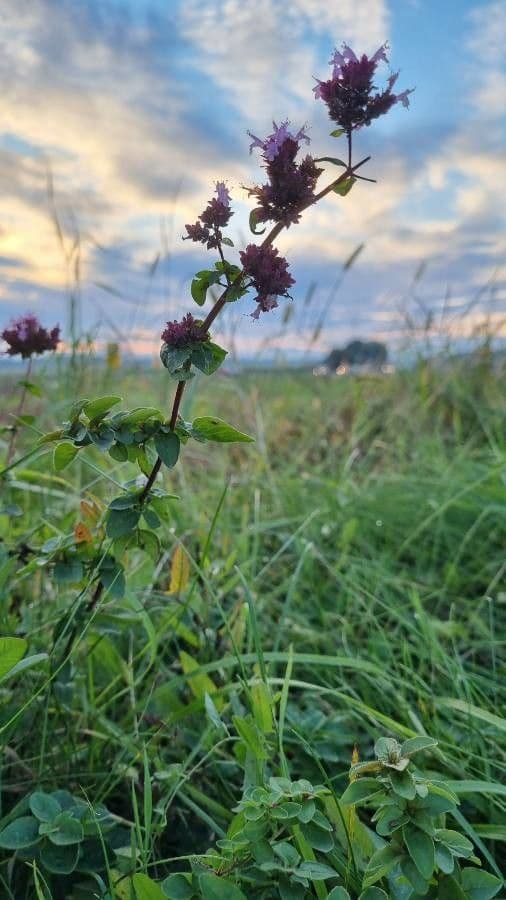 Wild marjoram 13