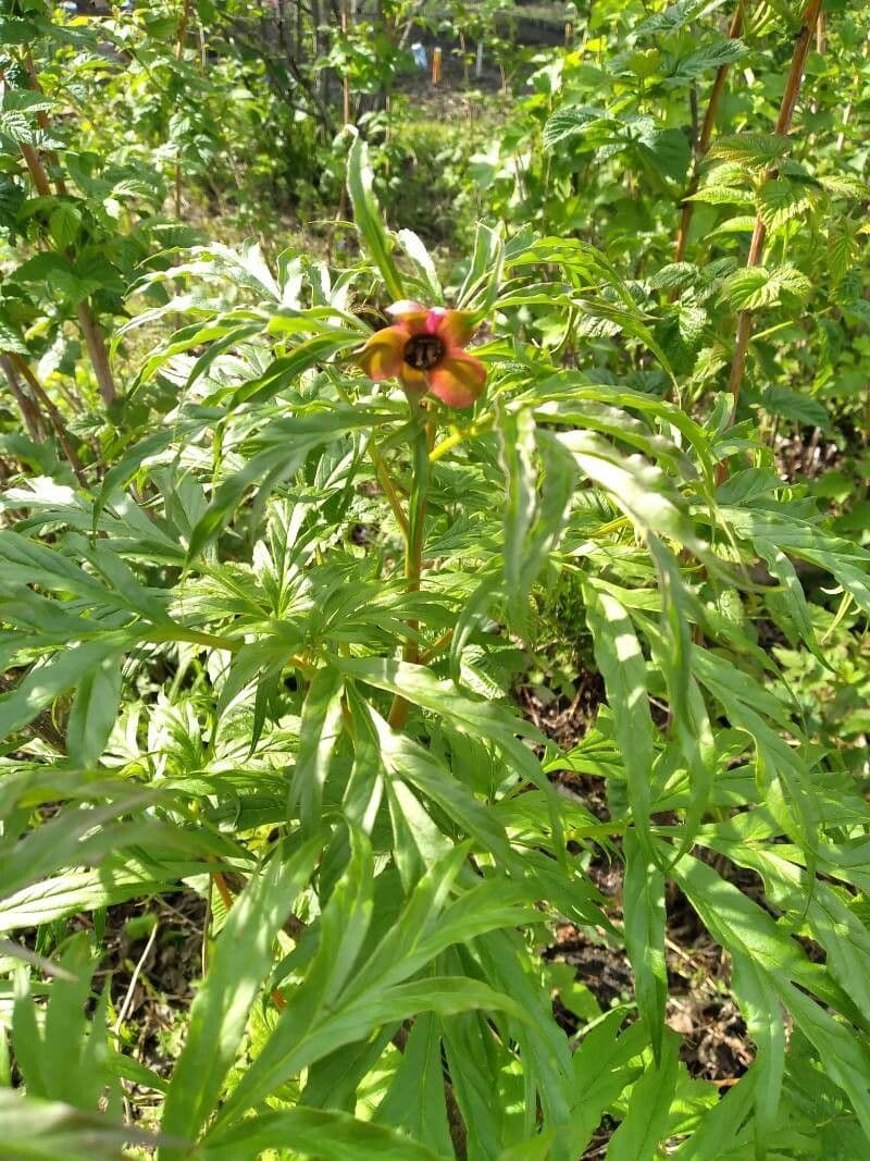 Anomalous peony 3