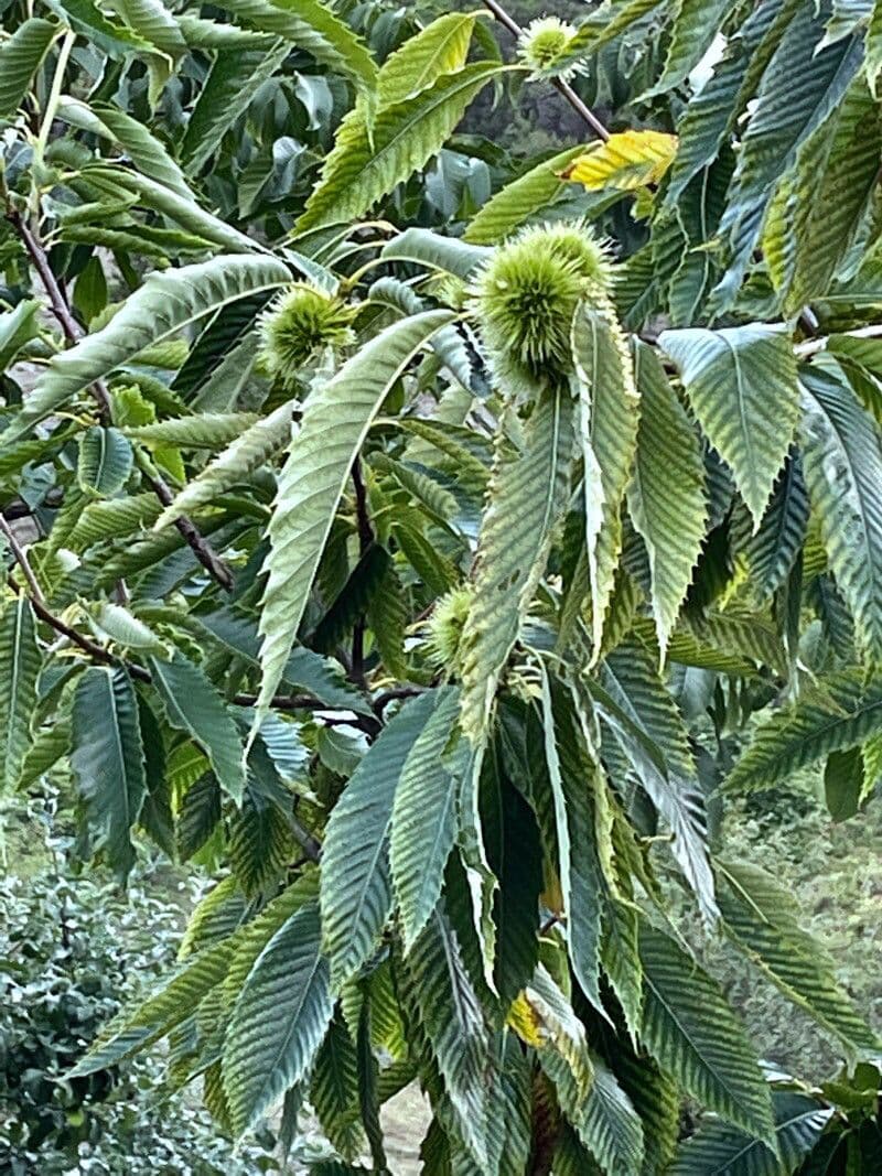 European chestnut 28