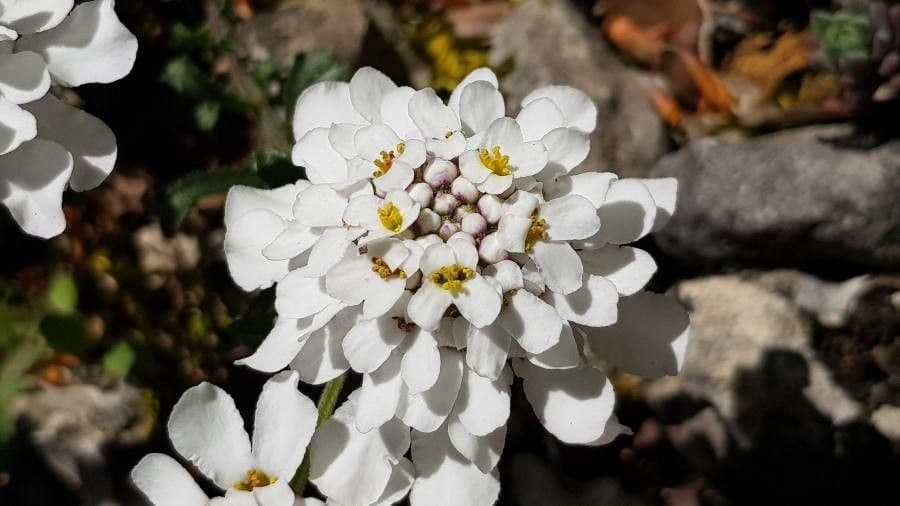 Pruit's candytuft 2