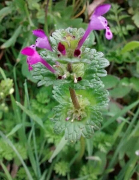 Henbit 15